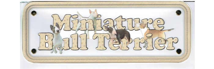 Bull Terrier - mini